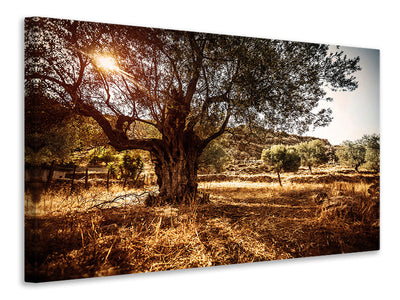 modern-3-piece-canvas-print-olive-grove