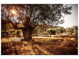 5-piece-canvas-print-olive-grove
