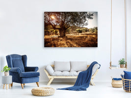 4-piece-canvas-print-olive-grove
