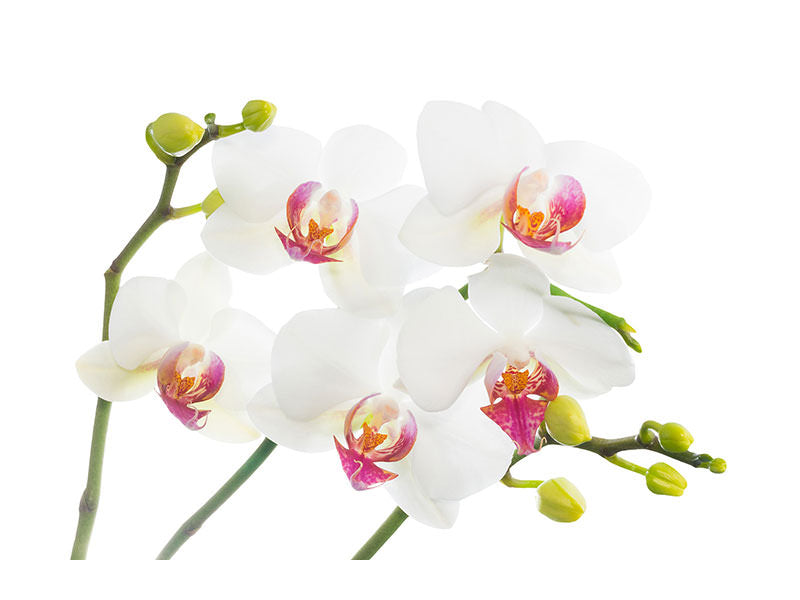 4-piece-canvas-print-orchids-love