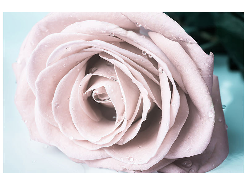 5-piece-canvas-print-pastel-rose