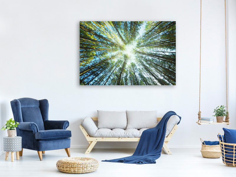 panoramic-canvas-print-pine-forest