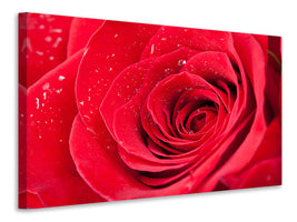 panoramic-canvas-print-red-rose-in-morning-dew