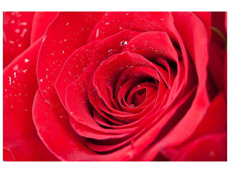 panoramic-3-piece-canvas-print-red-rose-in-morning-dew