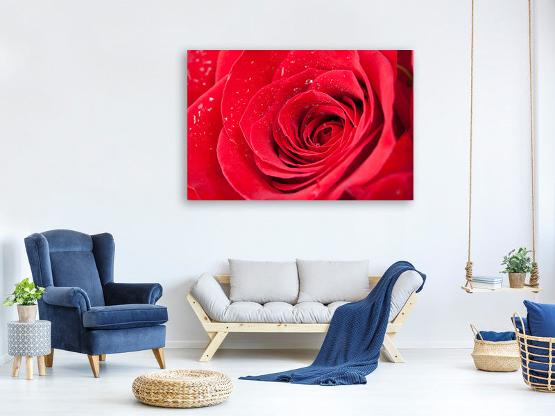 panoramic-canvas-print-red-rose-in-morning-dew