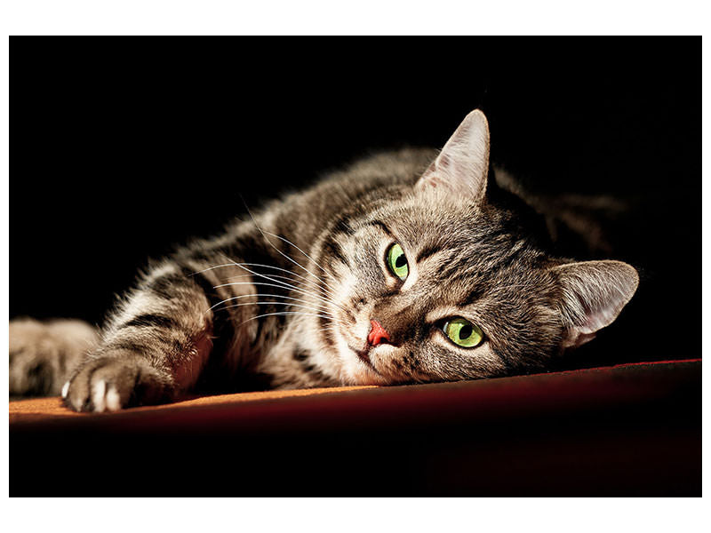 5-piece-canvas-print-relaxed-cat