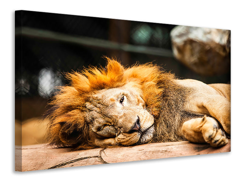 modern-4-piece-canvas-print-relaxed-lion