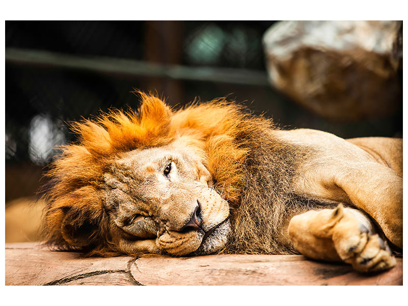 4-piece-canvas-print-relaxed-lion