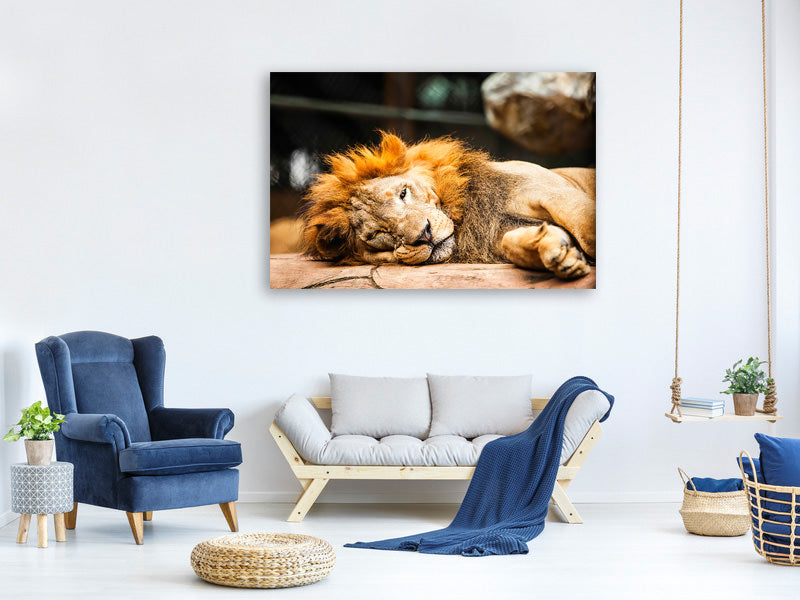 modern-4-piece-canvas-print-relaxed-lion