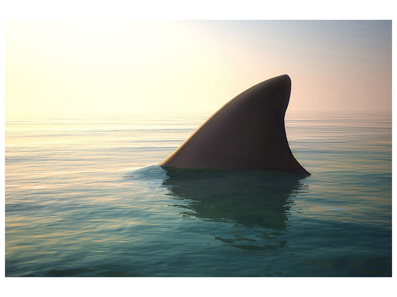 5-piece-canvas-print-shark-fin