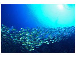 modern-4-piece-canvas-print-shoal-of-fish