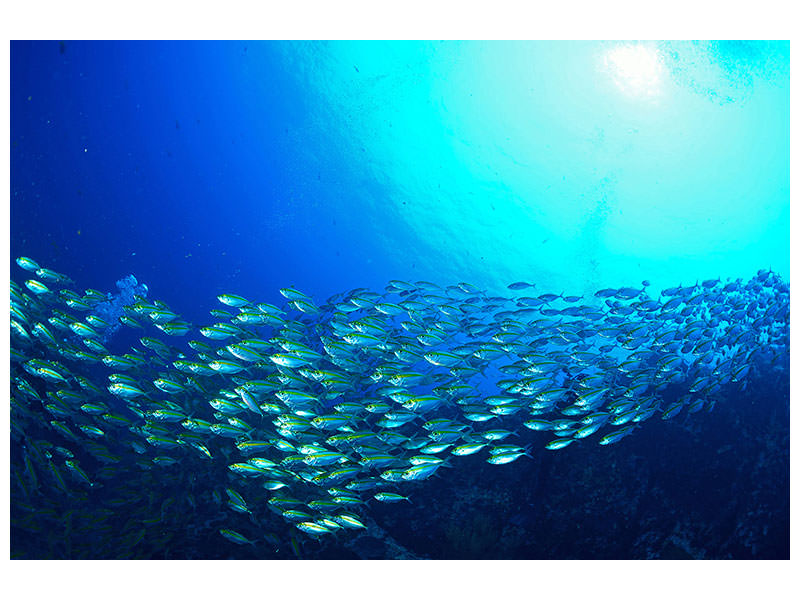 panoramic-canvas-print-shoal-of-fish