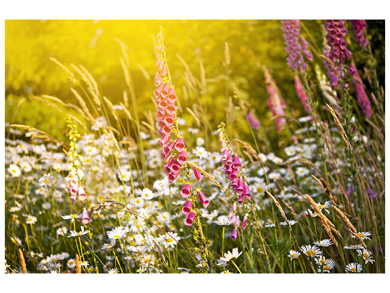 4-piece-canvas-print-summer-flower-meadow