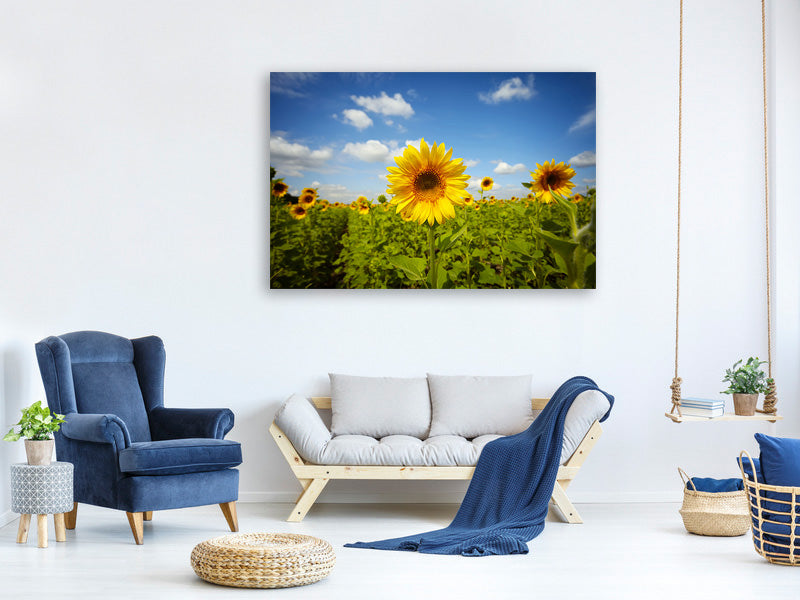 panoramic-canvas-print-summer-sunflowers