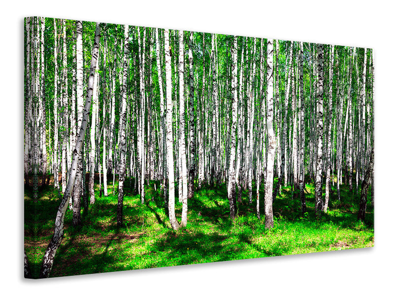modern-3-piece-canvas-print-summerly-birch-forest