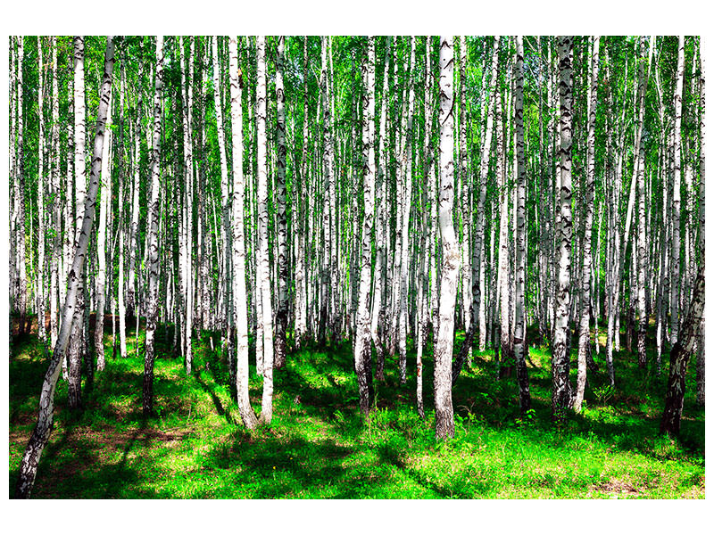 3-piece-canvas-print-summerly-birch-forest