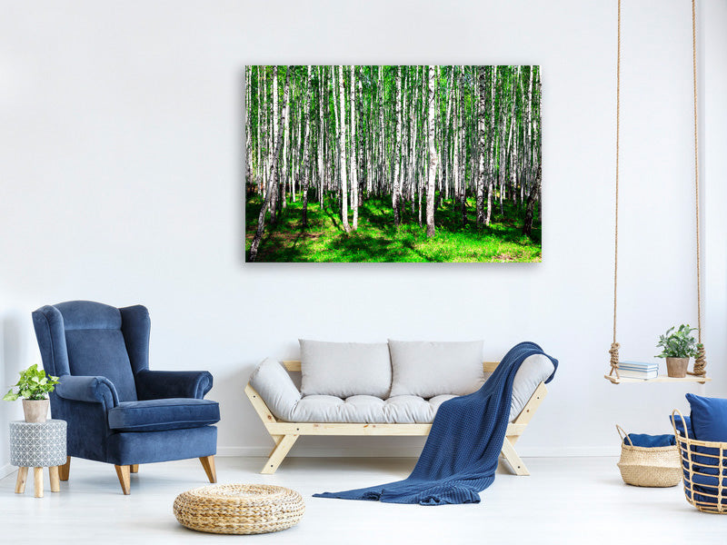 modern-4-piece-canvas-print-summerly-birch-forest