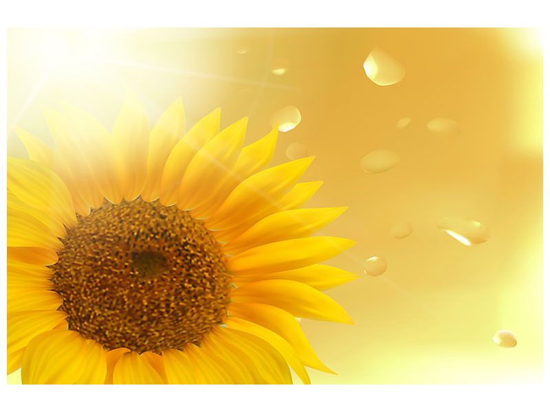 modern-4-piece-canvas-print-sunflower-in-morning-dew