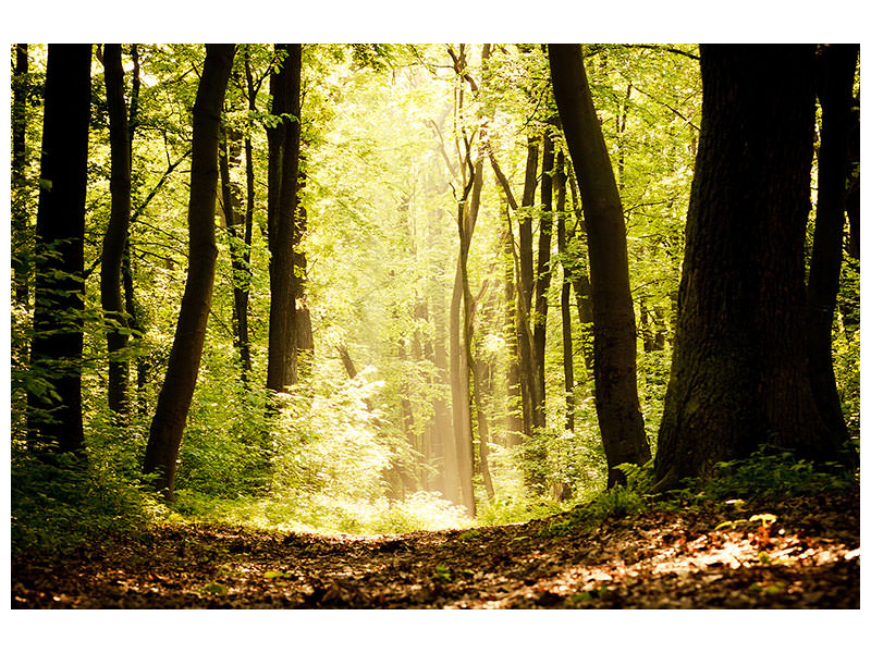 4-piece-canvas-print-sunrise-in-the-forest