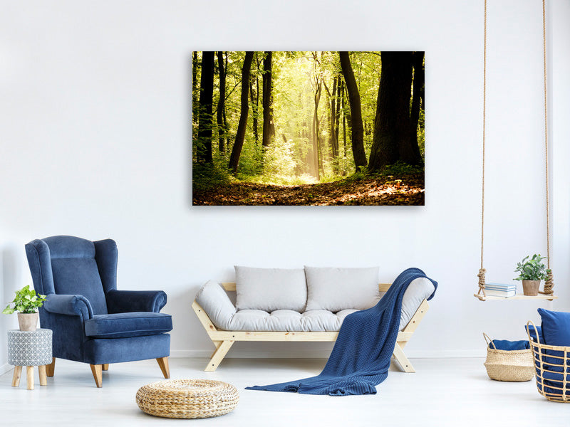 5-piece-canvas-print-sunrise-in-the-forest