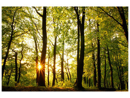 modern-4-piece-canvas-print-sunset-between-trees