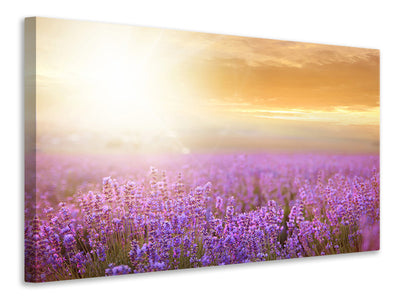 3-piece-canvas-print-sunset-in-lavender-field