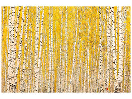 modern-3-piece-canvas-print-the-birch-forest-in-autumn