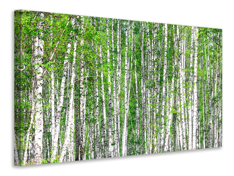 4-piece-canvas-print-the-birch-forest