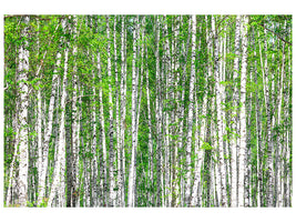 4-piece-canvas-print-the-birch-forest