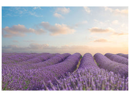 5-piece-canvas-print-the-blooming-lavender-field
