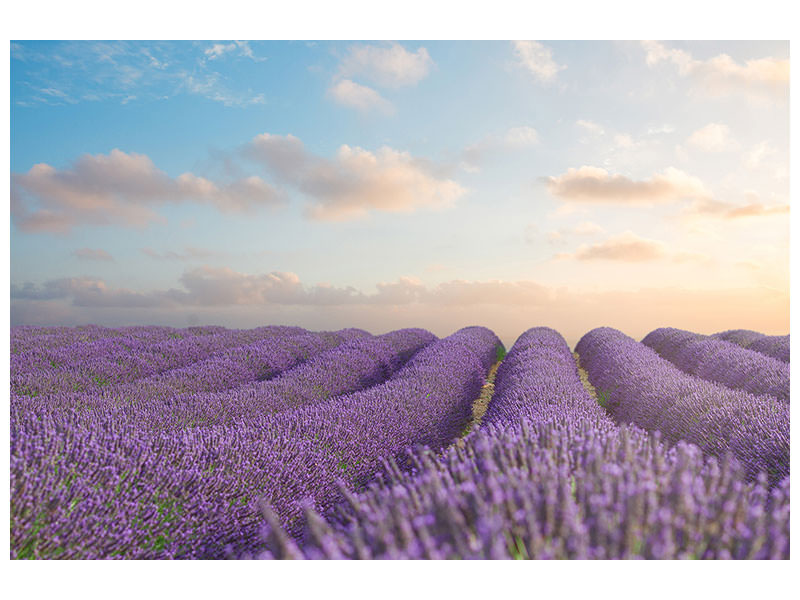 4-piece-canvas-print-the-blooming-lavender-field