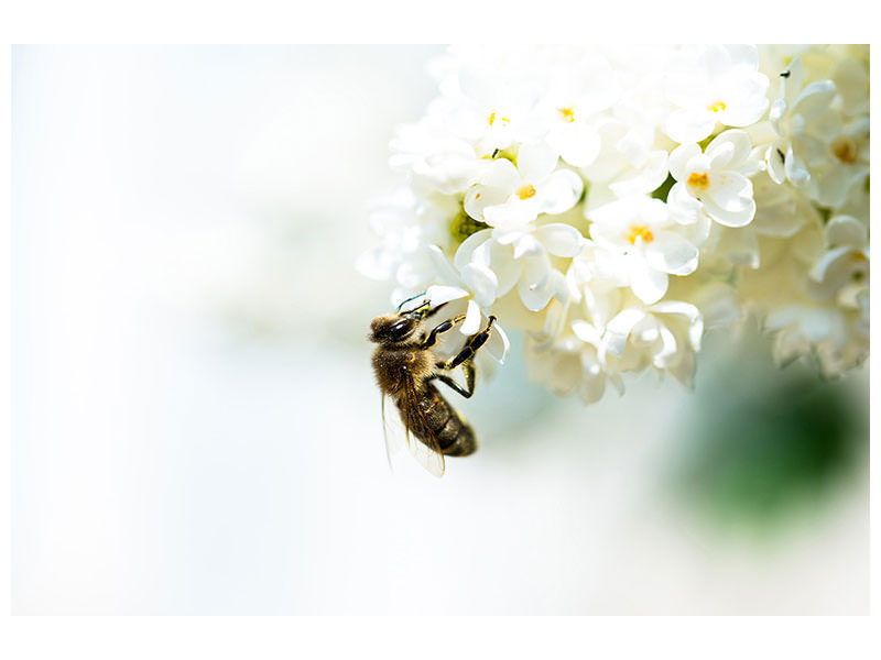 modern-4-piece-canvas-print-the-bumblebee-and-the-flower