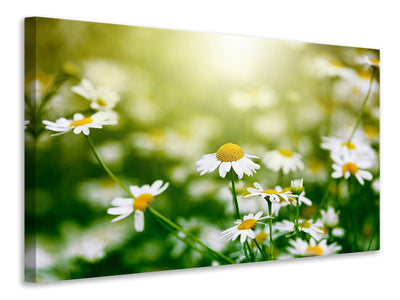 5-piece-canvas-print-the-daisy