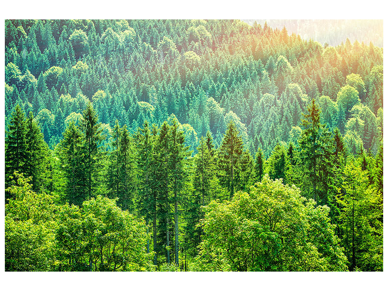5-piece-canvas-print-the-forest-hill