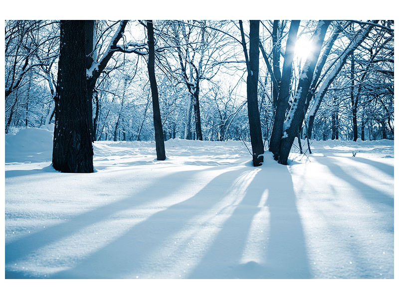 5-piece-canvas-print-the-forest-without-tracks-in-the-snow