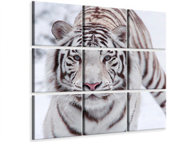 canvas-print-the-king-tiger