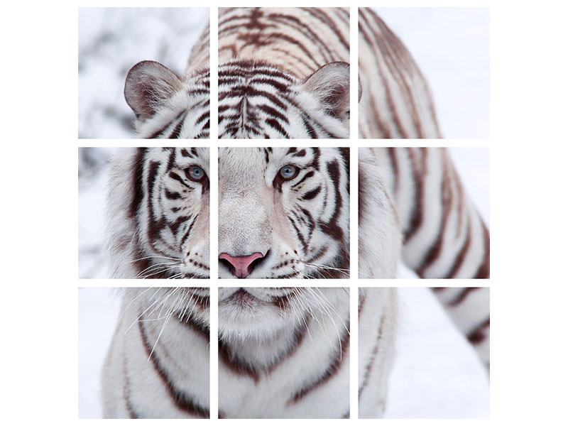 canvas-print-the-king-tiger