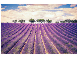 panoramic-3-piece-canvas-print-the-lavender-field-ii