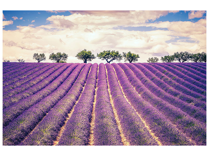 5-piece-canvas-print-the-lavender-field-ii