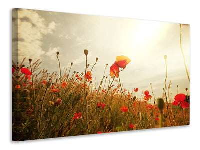 3-piece-canvas-print-the-poppy-field-at-sunrise