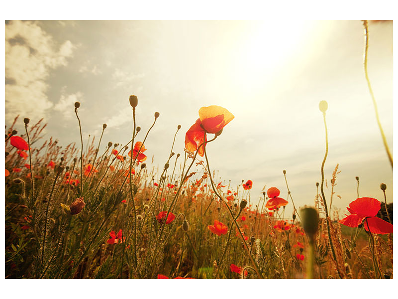 modern-4-piece-canvas-print-the-poppy-field-at-sunrise