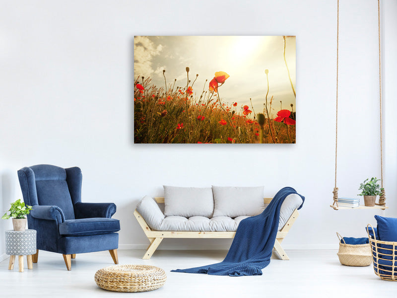 panoramic-canvas-print-the-poppy-field-at-sunrise