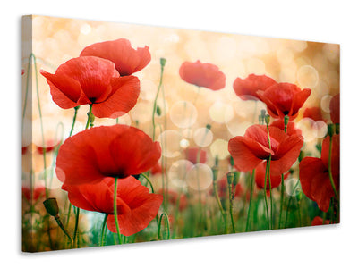 5-piece-canvas-print-the-poppy