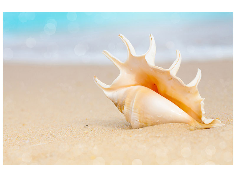 3-piece-canvas-print-the-shell-on-the-beach