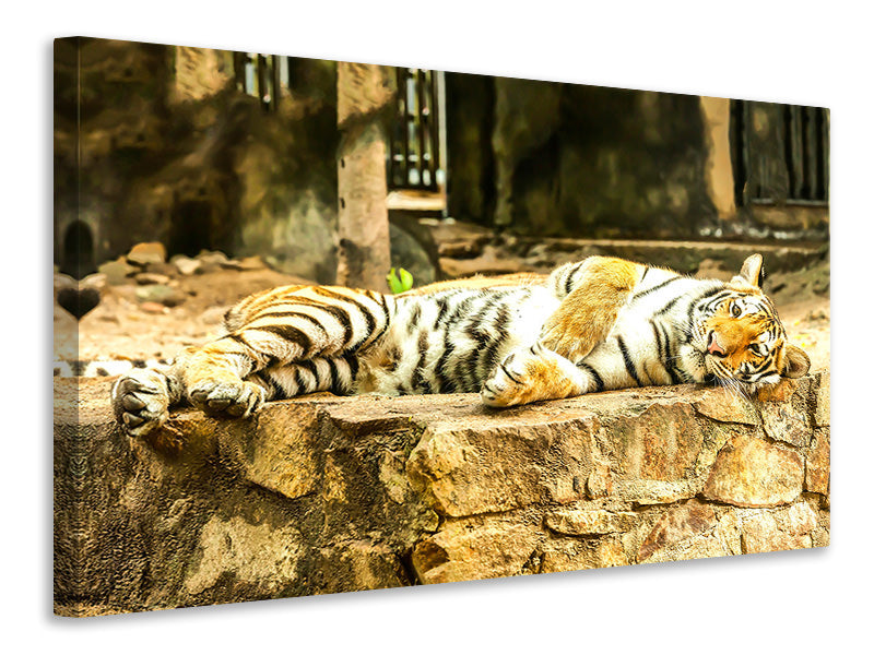 3-piece-canvas-print-the-siberian-tiger