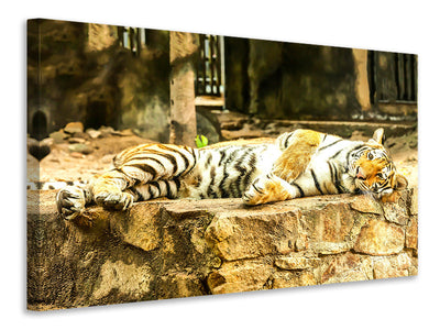 panoramic-canvas-print-the-siberian-tiger