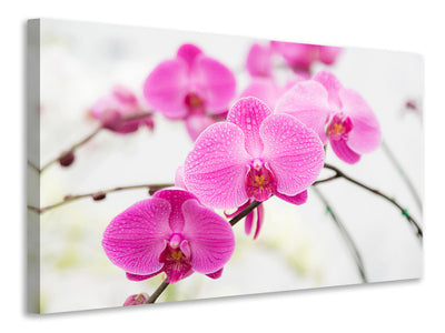 4-piece-canvas-print-the-symbol-of-orchid