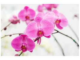 modern-4-piece-canvas-print-the-symbol-of-orchid