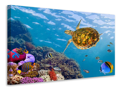 3-piece-canvas-print-the-turtle