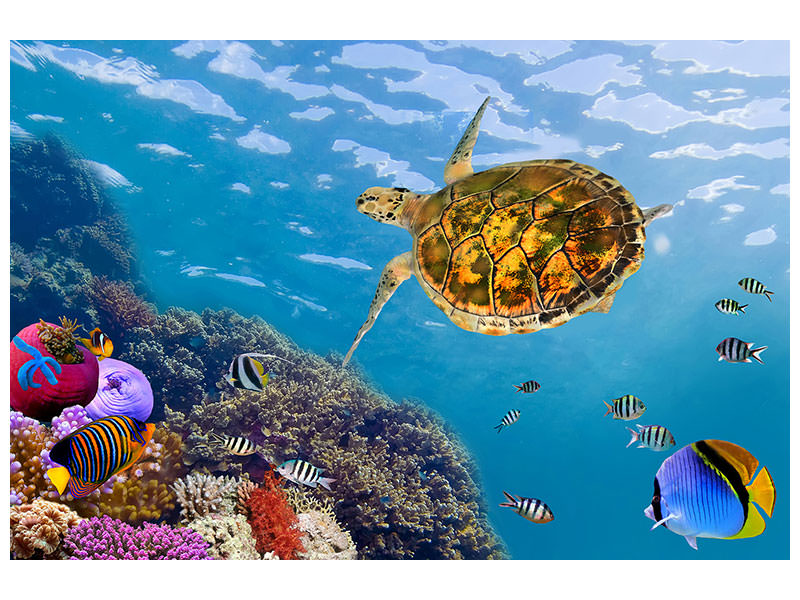 5-piece-canvas-print-the-turtle